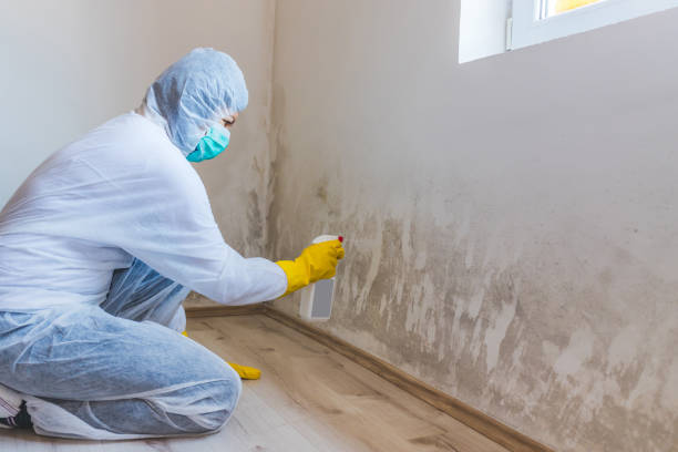 Black mold inspection in Harrison